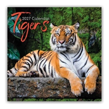 Browntrout Verlags GmbH Tigers - Tiger 2027 - 16-Monatskalender