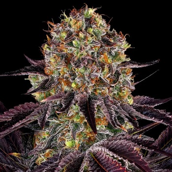 Barney's Farm Runtz x Layer Cake semena neobsahují THC 5 ks