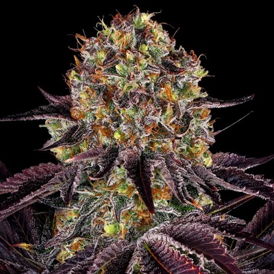 Barney's Farm Runtz x Layer Cake semena neobsahují THC 10 ks