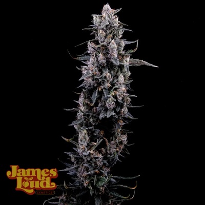 James Loud Genetics Sour Grape Diesel semena neobsahují THC 3 ks