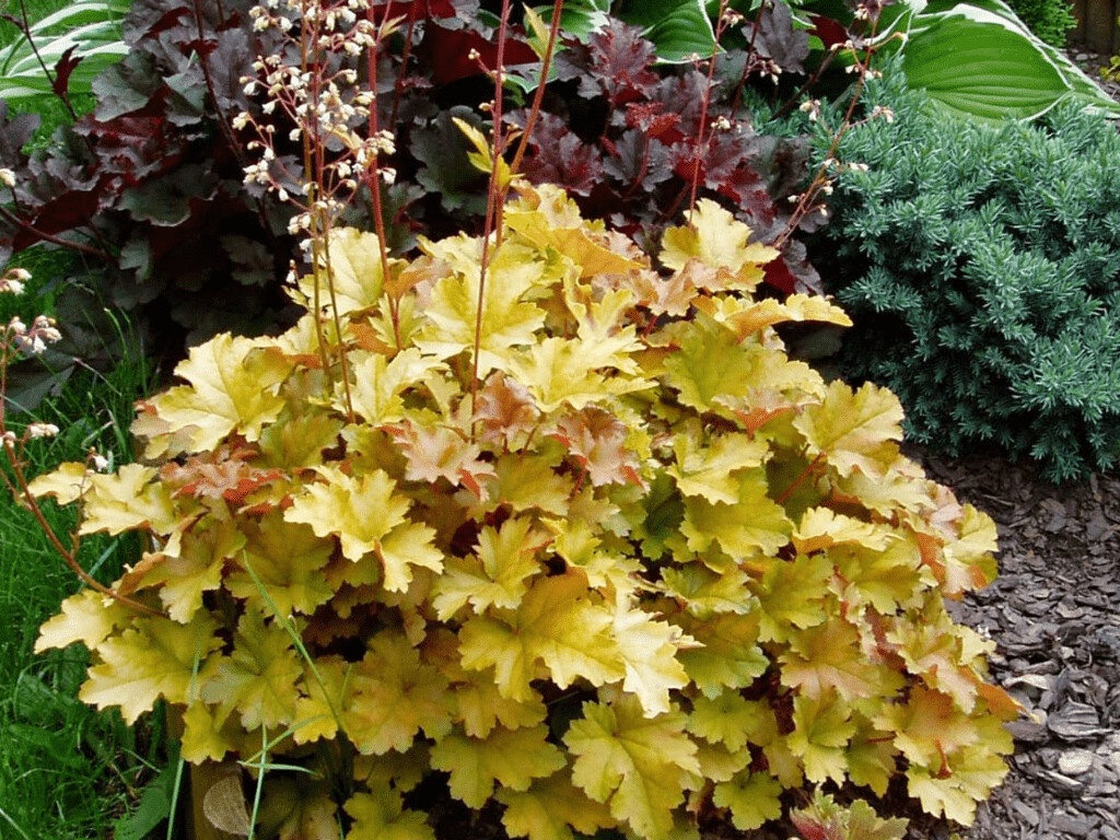 Heuchera Creme Brulee