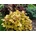 Heuchera Creme Brulee