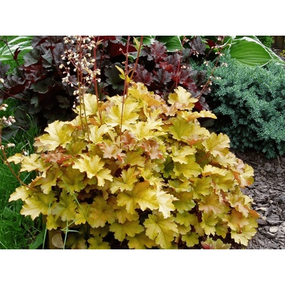 Heuchera Creme Brulee