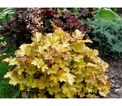 Heuchera Creme Brulee