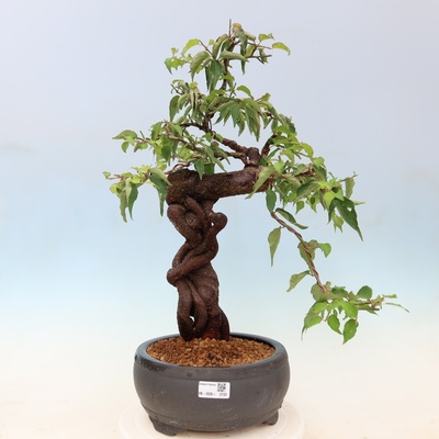 e-bonsai Venkovní bonsai -Japonská meruňka - Prunus Mume
