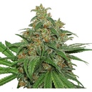 Seedstockers AK 420 semena neobsahují THC 3 ks