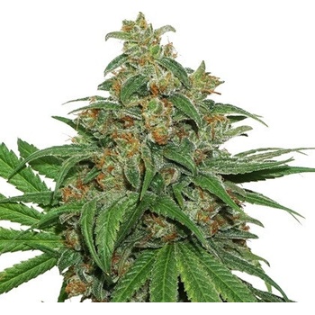 Seedstockers AK 420 semena neobsahují THC 3 ks