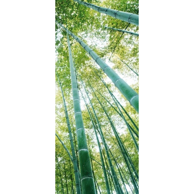 Preinterier DV0064 Fototapeta na stenu Stromy vlies 91cm x 211cm
