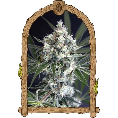 Exotic Seeds Medxotic Pure CBD semena neobsahují THC 5 ks