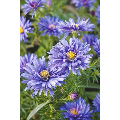 Aster dumosus BLUE LAGUNE - hvězdnice keříčkovitá, astra