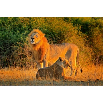 DIMEX ART Флизелинов фототапет двойка лъвове 375 x 250 см