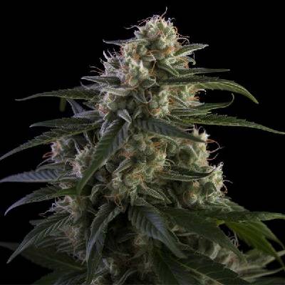 Vision Seeds Super Skunk semena neobsahují THC 5 ks
