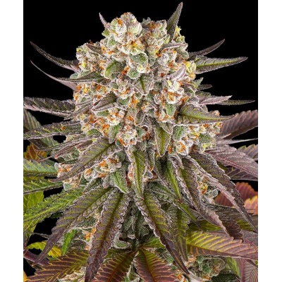 Dutch Passion Auto Glueberry O.G. 0% THC Balenie: 10 ks