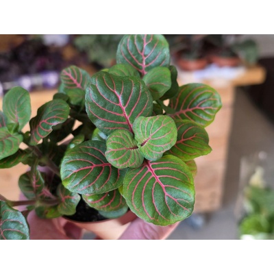 PlantBros flower Fittonia ‘Bubble Red’
