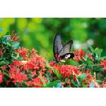 DIMEX ART Флизелинов фототапет пеперуда върху цвете 375 x 250 см