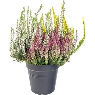 Vřes obecný Trios, Calluna vulgaris, tříbarevný, průměr květináče 13 cm