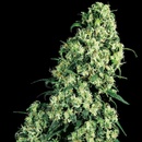 Sensi Seeds Skunk #1 regular semena neobsahují THC 10 ks