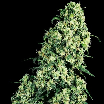 Sensi Seeds Skunk #1 regular semienka neobsahujú THC 10 ks