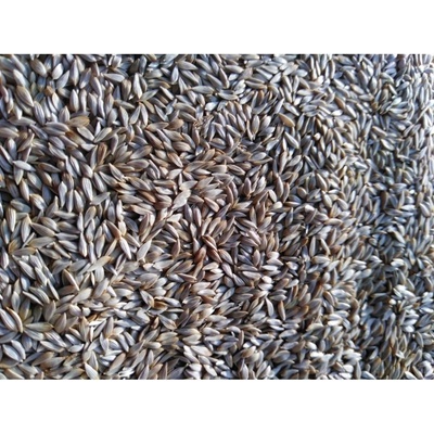 Microgreens Salát Blonde De Paris na microgreens, 50 g