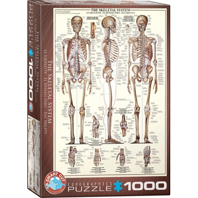 EuroGraphics Kosterní soustava The Skeletal System 1000 dílků
