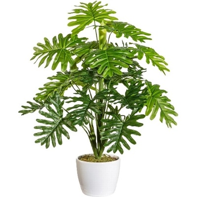 Monstera 22 stoniek, 50cm
