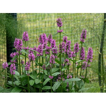 Betonika lekárska Hummelo - Stachys, kont. 0,5 l