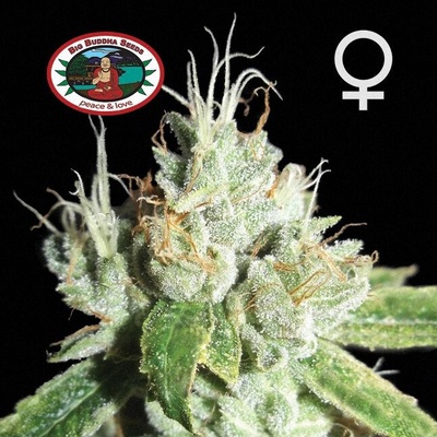 Big Buddha Seeds Black Cheese semienka neobsahujú THC 5 ks