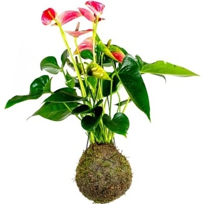 Gardners Kokedama Anthurium andraeanum růžová (L) Anturie, toulitka, prasečí ocásek 1 ks