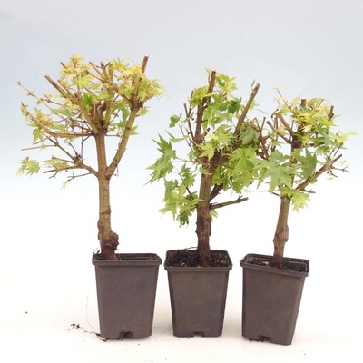 e-bonsai Venkovní bonsai -Javor dlanitolistý - Acer palmatum Dr Tilt v kontejneru