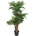Areca palma, 140 cm