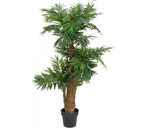 Areca palma, 140 cm