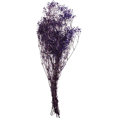 Gypsophila