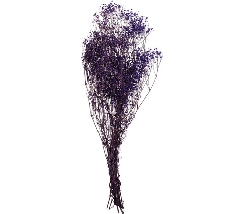 Gypsophila