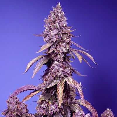 Sweet Seeds Black Muffin F1 Fast Version semienka neobsahujú THC 25 ks