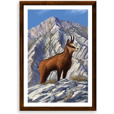 Poster Kamzík vrchovský - Poster A3 bez rámu (27,9€)