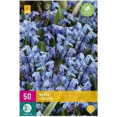 Karta XXL Ladoňka Scilla Siberica 50 cibulí "E"