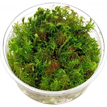 Rotala wallichii