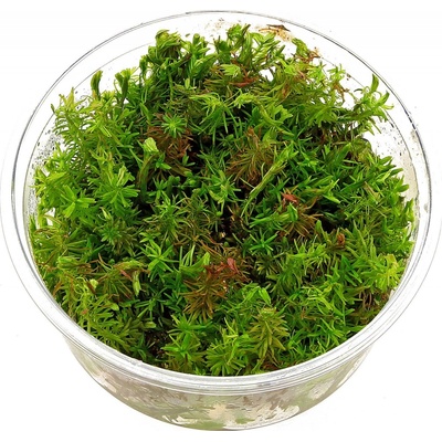 Rotala wallichii