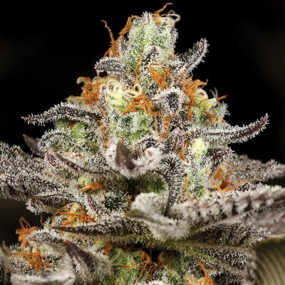 Anesia Seeds Sleepy Joe semienka neobsahujú THC 3 ks