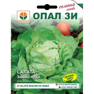 Opal Zi Салата Зимно чудо