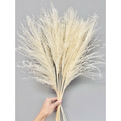 Miscanthus (Ozdobnice čínská) bělená, sušená travina svazek