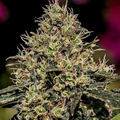 Positronics Critical 47 semena neobsahují THC 3 ks