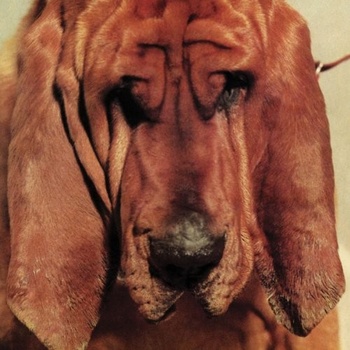 SEGALL TY: GOODBYE BREAD LP