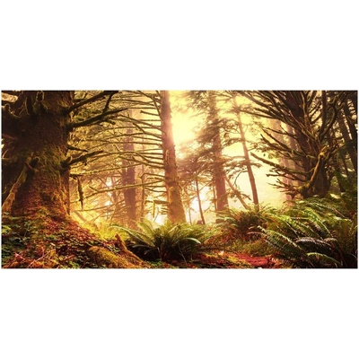 Foto obraz sklo tvrzené Dažďový prales 100x50 cm