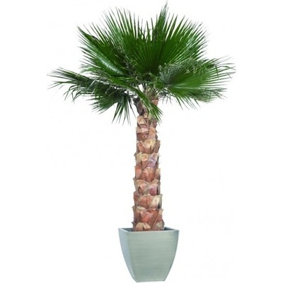 Washingtonia palm tree kit 140 cm