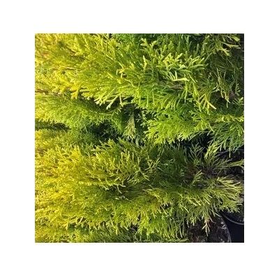 Thuja occ. Sunkist 30-40 C5L