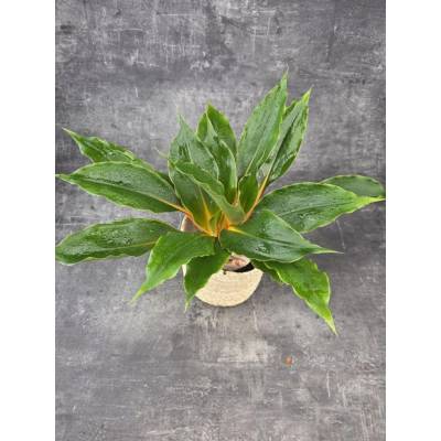 Chlorophytum Green Orange
