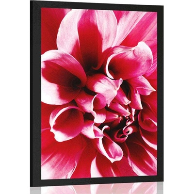 Plakát růžový květ - 40x60 white
