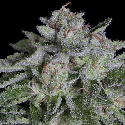 Big Head Seeds Watermelon Zkittelz semienka neobsahujú THC 10 ks