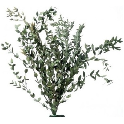 Broom Fleuri